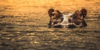 Tanzania 2 Days 1 Night Safari - Selous Game Reserve - Nyerere National Park Tour