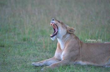 Tanzania 2 Days 1 Night Safari - Ruaha National Park Tour