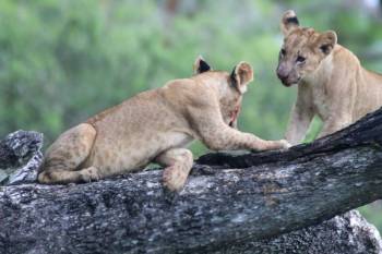 6 Days 5 Nights Best Of Kenya Safari Tour