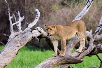 9 Days 8 Nights Best Of Kenya Safari Tour