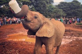 Nairobi National Park - David Sheldrick Elephant Orphanage Tour
