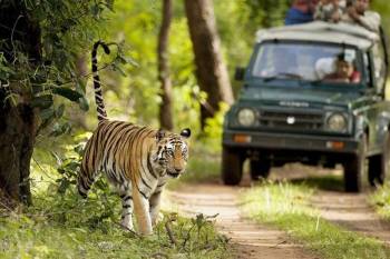 Jim Corbett National Park Tour Package 2 Nights - 3 Days