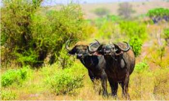 5-Day Unique Luxurious Kenyan Coast Tour