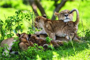 6-Day Masai Mara Reserve Safari (2 Lodges)