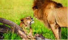 6-Day Mid Safari to Masai Mara, Great Lakes and Amboseli