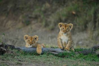 7-Day Big Five Adventure A Unique Kenya Bush Expedition Tour