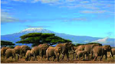 7-Day Big Five Adventure A Unique Kenya Bush Expedition Tour
