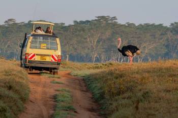 7 Days Budget Masai Mara, Lake Nakuru & Lake Naivasha Safari