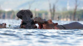 5-Day Lake Naivasha - Nakuru - Masai Mara Mid Range Tour