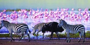 5-Day Lake Naivasha - Nakuru - Masai Mara Mid Range Tour