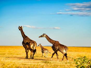 5-Day Lake Naivasha - Nakuru - Masai Mara Mid Range Tour