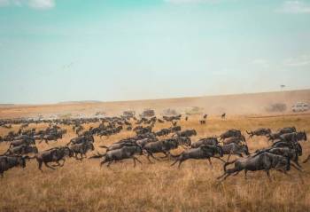 5-Day Lake Naivasha - Nakuru - Masai Mara Mid Range Tour