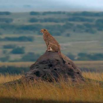 3-Day Safari With Giants In Amboseli Tour