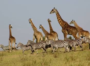 4-Day Exclusive Maasai Mara Luxurious Adventure Tour