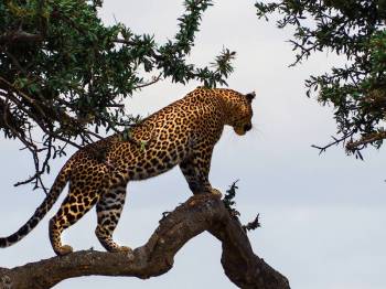 4-Day Exclusive Maasai Mara Luxurious Adventure Tour