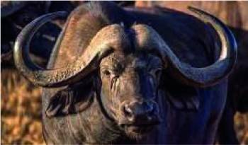 Taita Taveta Tour Packages