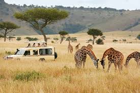 12 Days Kenya Safari Experience Tour