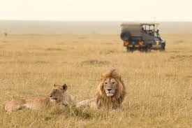 7 Days Masai Mara - Lake Nakuru - Amboseli Tour