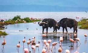 5 Days Lake Nakuru - Masai Mara - Lake Naivasha Tour