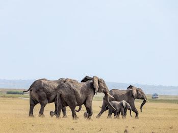8 Nights 9 Days Masai Mara
