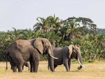 8 Nights 9 Days Masai Mara