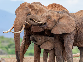 8 Nights 9 Days Masai Mara