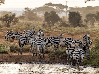 4 Nights 5 Days Roaring Kenya