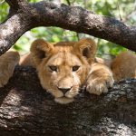 Ngorongoro Tour Packages
