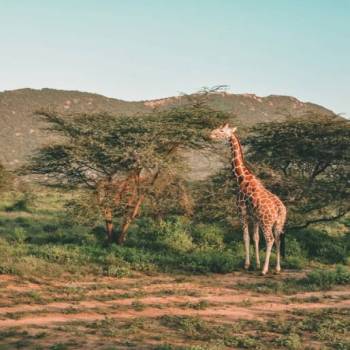 5 Days Samburu - Lake Nakuru And Lake Naivasha Tour