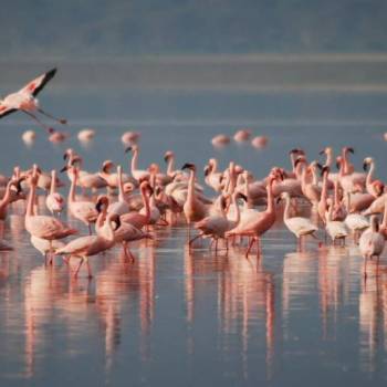 Day Trip - Lake Nakuru National Park