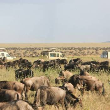7-Day Kenya And Tanzania Safari Tour