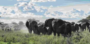 8 Days Safari Kilimanjaro-Arusha-Tarangire-Ngorongoro-Karatu-Serengeti-Zanzibar Tour