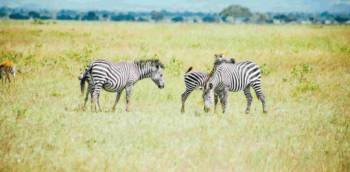 4-Days Safari Mikumi - Ruaha From Dar es Salaam By Train