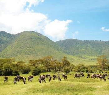 1-Days Amazing Trip To Arusha National Park