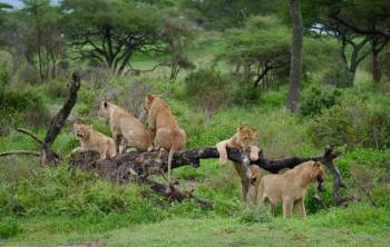3-Days Tarangire - Lake Eyasi And Ngorongoro Cultural Tour
