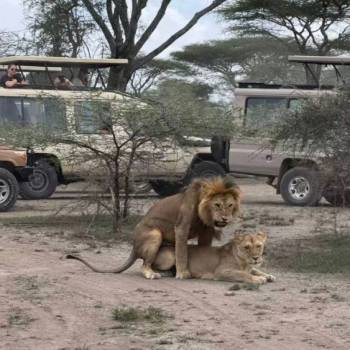 3 Nights 4 Days Serengeti National Park Tour