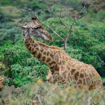 3 Nights 4 Days Serengeti National Park Tour