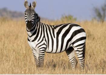 3 Nights 4 Days Serengeti National Park Tour