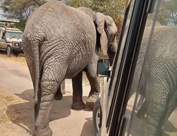 3 Nights 4 Days Serengeti National Park Tour