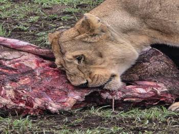 8-Day Luxury Photographic Safari Tour