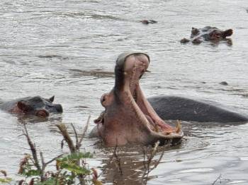 8-Day Luxury Photographic Safari Tour