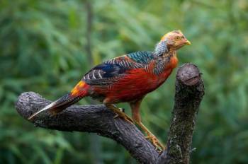 8-Day Luxury Photographic Safari Tour