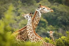 5 Days Tour in Tanzania