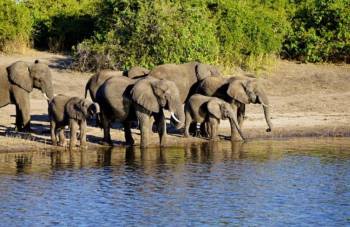 The Rare Five Northern Kenya Safari Tour