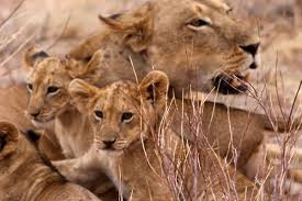 4 Night - 5 Days Thorn Tree Safari Tour