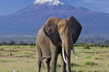 5 Night - 6 Days Kili Safari Tour