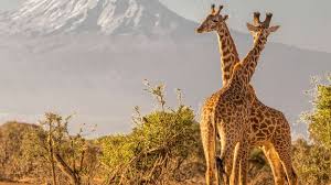 Porini Wilderness Experience - 6 Nights Driving And Flying Package