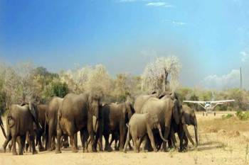 5 Days Selous Mikumi Private Tanzania Safari Tour