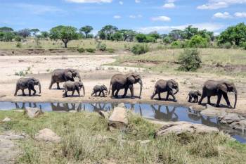 7 Days Tanzania Private Luxury Safari Tour