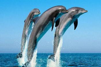 Kizimkazi Dolphin Tour